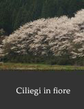 Ciliegi in fiore