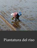 Piantatura del riso