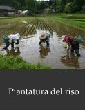 Piantatura del riso