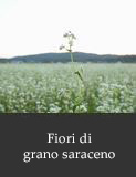 Fiori di grano saraceno