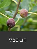 무화과나무 