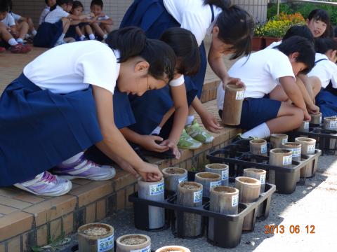 英田小学校のみんなが竹ポットにどんぐりを入れている様子