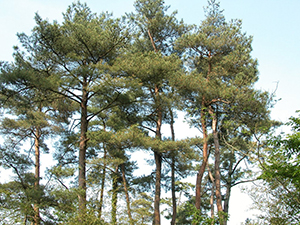 能登町：里山の保全甦らせよう能登町のマツタケ山 | 地域リレー植樹