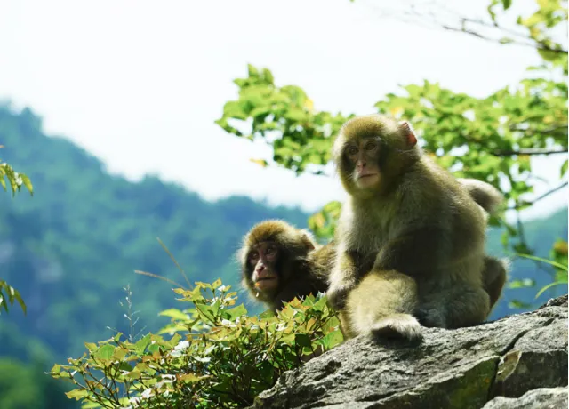 白山の野生動物 01