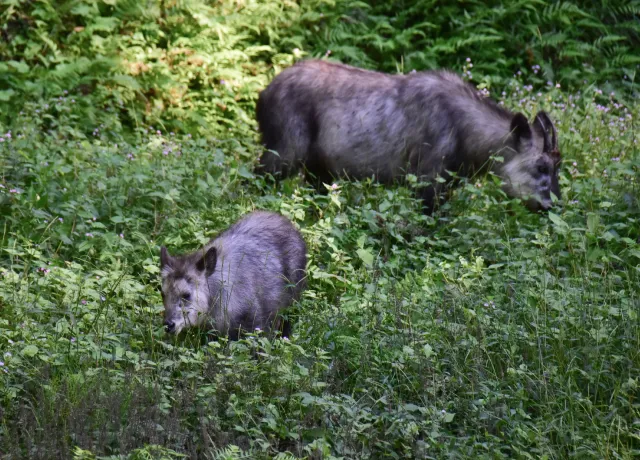 白山の野生動物 02