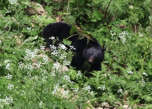 白山の野生動物 03