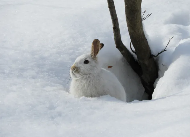 白山の野生動物 05
