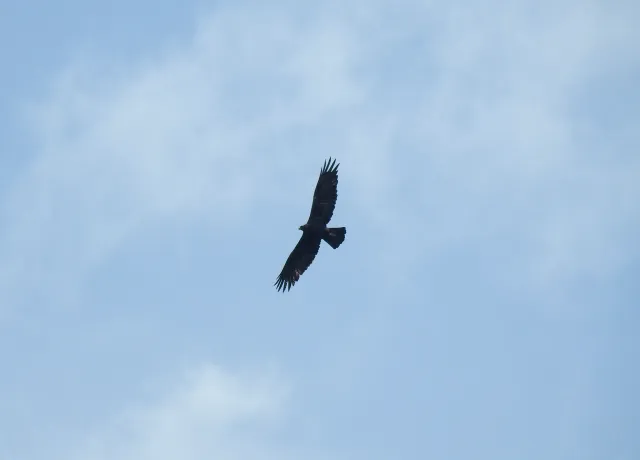 白山の野生動物 06