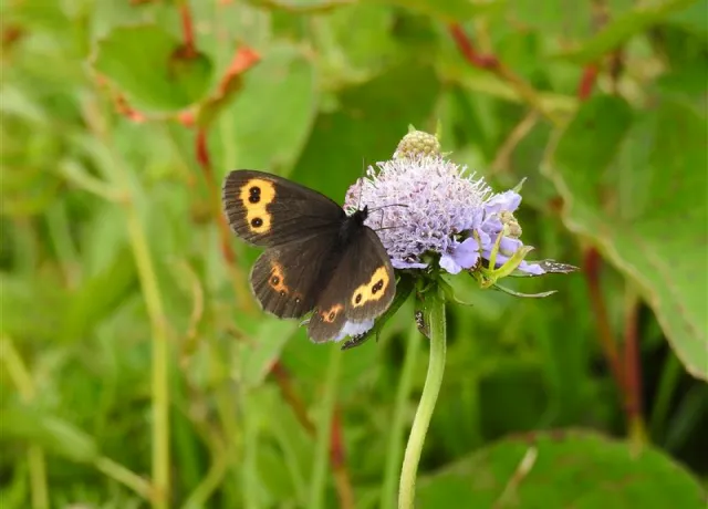 白山の野生動物 08