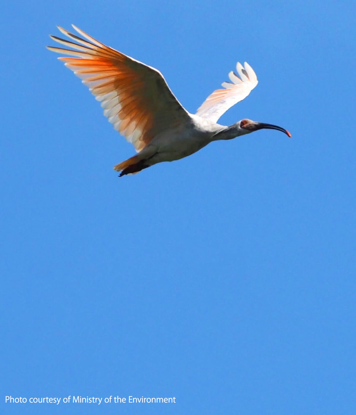 crested ibis