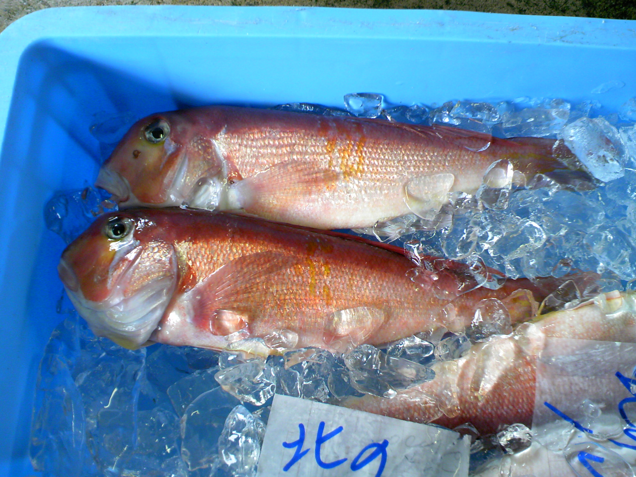 魚 類 →