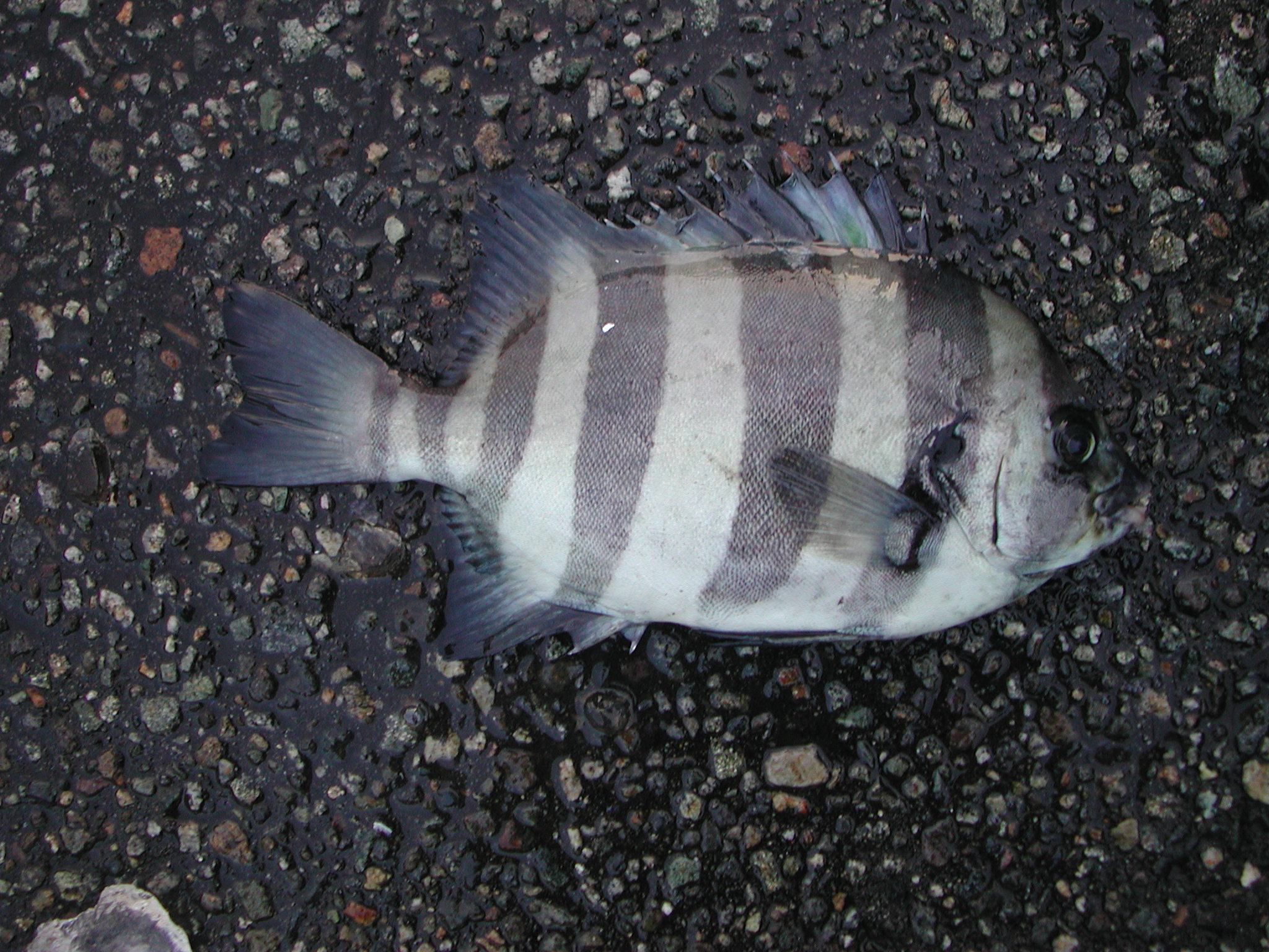 魚 類 →