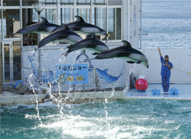 写真:のとじま水族館